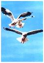Click to go to larger image of painting, use BACK button to return